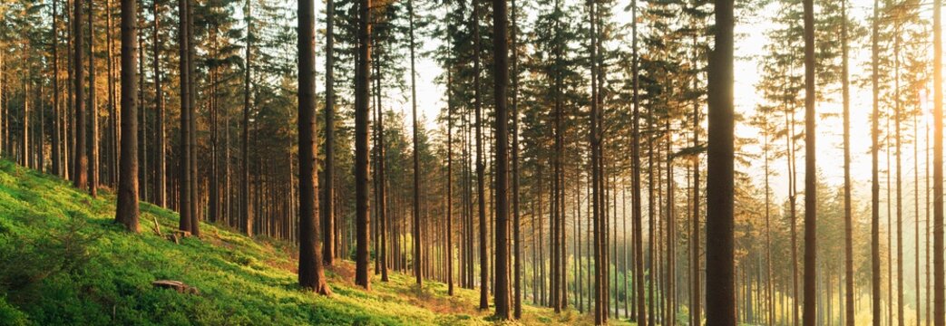 Beautiful sunset in nature, green pine forest in spring at sunset, high resolution panorama in large size of tree pattern.