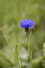 Cornflower, Centaurea cyanus, Asteraceae. Cornflower Herb or bachelor button flower in garden.