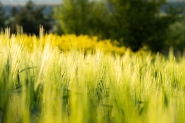 Close up of green wheat heads growing in agricultural field in spring.