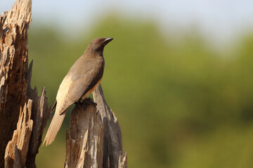 Rotschnabel-Madenhacker / Red-billed oxpecker / Buphagus erythrorhynchus.