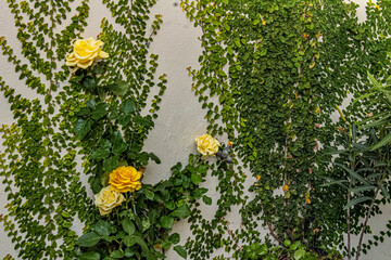 flowers in the garden