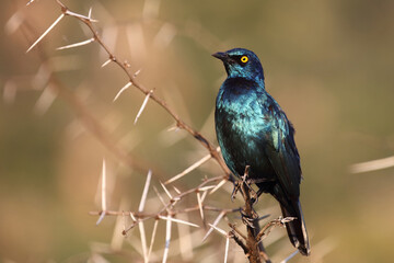 Rotschulter-Glanzstar/ Cape glossy starling or Red-shouldered starling / Lamprotornis nitens