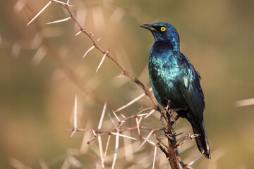 Rotschulter-Glanzstar/ Cape glossy starling or Red-shouldered starling / Lamprotornis nitens