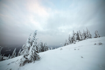 Moody winter landscape of spruce trees cowered with deep white snow in cold frozen mountains.
