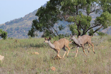 Großer Kudu / Greater kudu / Tragelaphus strepsiceros....