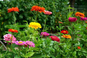 Obraz na płótnie Canvas Garden with blooming multi-colored gerberas. Energizing colors give joy and strength. In the background, intense green plants. The beauty of summer. 