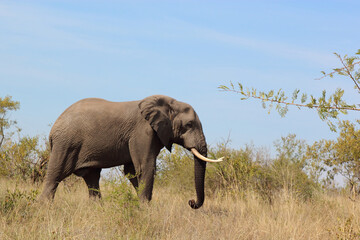 Fototapeta premium Afrikanischer Elefant / African elephant / Loxodonta africana