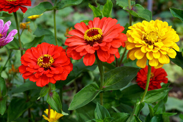 Garden with blooming multi-colored gerberas. Energizing colors give joy and strength. In the background, intense green plants. The beauty of summer.    