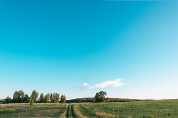 The road through the green field to the forest at sunset.
