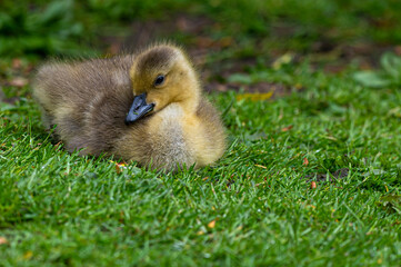 Canada goose, branta canadensis, gosling