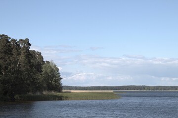 Summer green forest by the river