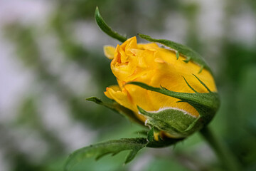 yellow rose bud