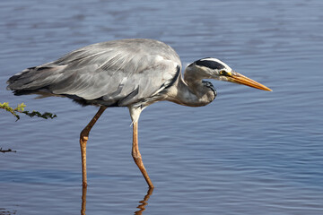 Afrikanischer Graureiher / Grey heron / Ardea cinerea