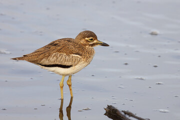 Wassertriel / Water thick-knee / Burhinus vermiculatus.
