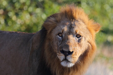 Afrikanischer Löwe / African lion / Panthera leo.