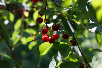 cherry orchard with ripe sweet cherry on branches