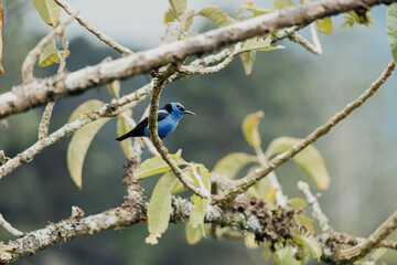 Oiseau magnifique