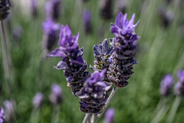 lavender in region