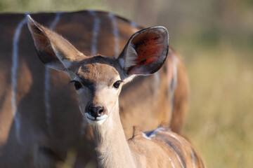 Großer Kudu / Greater Kudu / Tragelaphus strepsiceros..