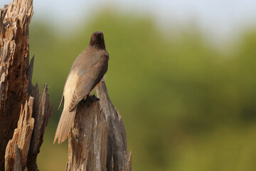 Rotschnabel-Madenhacker / Red-billed oxpecker / Buphagus erythrorhynchus.