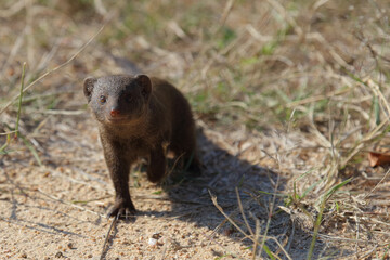 Südliche Zwergmanguste / Dwarf mongoose / Helogale parvula