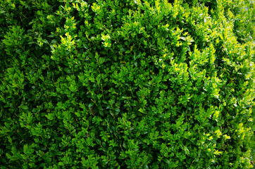 Fototapeta premium branches and leaves of a boxwood bush hedge close-up