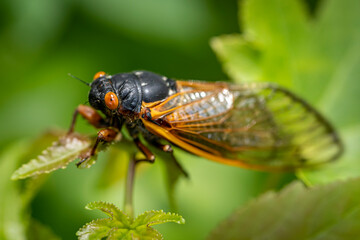 Newly transformed, a 17-year Brood X cicada clings to a green leaf in the woods. 