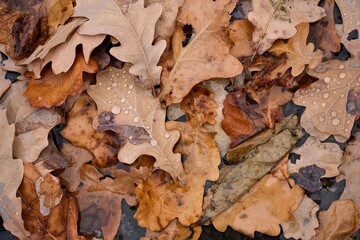 Autumn composition. Autumn leaves close up lying on the ground. Abstract composition.