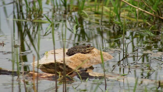 A frog sitting on a stone by the water