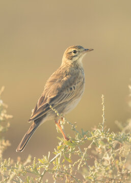Australasian pipit bird (Anthus novaeseelandiae) perched on shrub, Australia