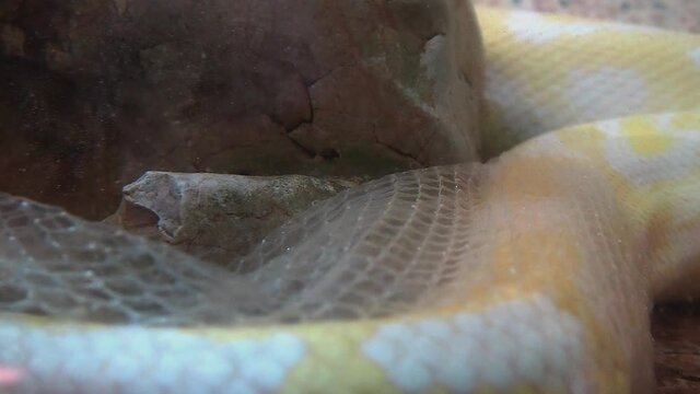 The albino royal yellow python changes skin. The Pythonidae is a family of non-venomous snakes. Python floats in water and sheds old skin. The snake is molting. Discarded snake skin in water.