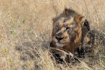 Afrikanischer Löwe / African lion / Panthera leo.