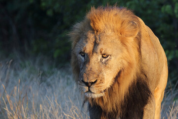 Afrikanischer Löwe / African lion / Panthera leo.