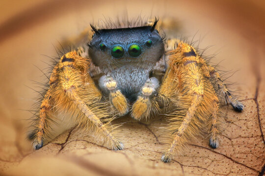 Close-up of a jumping spider on a leaf, Indonesia