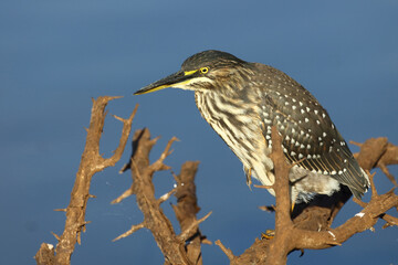 Mangrovenreiher / Green-backed heron / Butorides striatus