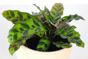 A rattlesnake calathea plant aginst a white background