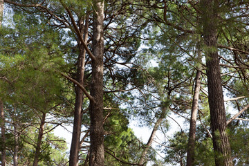Pine forest on a sunny day