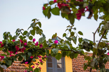 Roof window with two parrots . wide photo