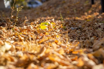 dry foliage lies on the floor in autumn orange