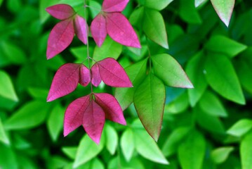 Colorful leaves photographed early one morning after a rain.