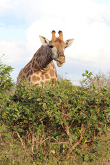 Giraffe / Giraffe / Giraffa Camelopardalis