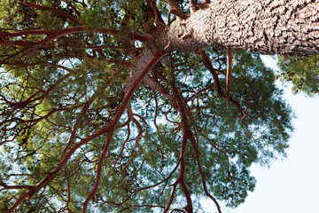 Beautiful tall pine tree. High quality photo