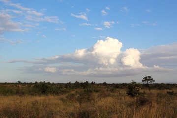 Krüger Park - Afrikanischer Busch / Kruger Park - African bush /