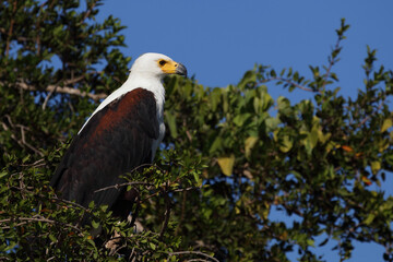 Afrikanischer Schreiseeadler / African fish-eagle / Haliaeetus vocifer.