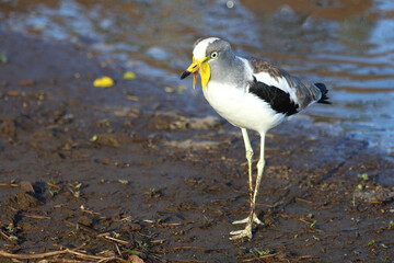 Weißscheitelkiebitz / White-crowned lapwing or White-headed Lapwing / Vanellus albiceps