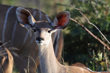 Großer Kudu / Greater Kudu / Tragelaphus strepsiceros..