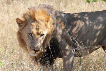 Afrikanischer Löwe / African lion / Panthera leo.