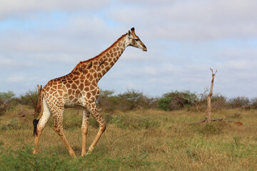Giraffe / Giraffe / Giraffa camelopardalis