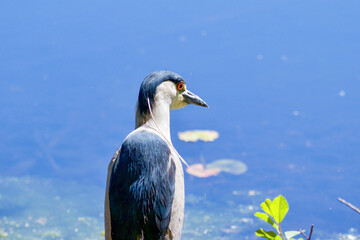 Black-crowned night heron looking out at blue water with lily pads in Canada