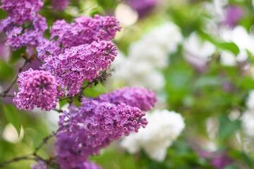 large purple lilac. spring background. Selective focus. High quality photo